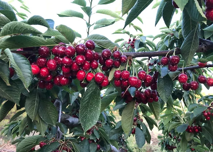 Finca La Foia El Pou